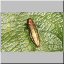 Agrilus viridis f. typica - Prachtkaefer w01 7mm.jpg